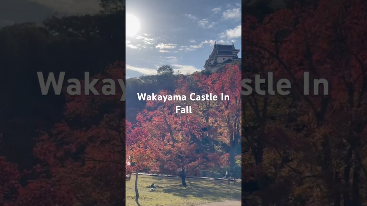 Must Go Place In Japan! Wakayama in Fall! #travel #japan #wakayama #autumn