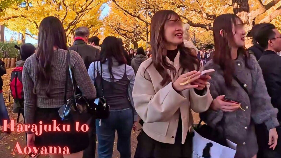 Harajuku to Aoyama Tokyo walking tour.【4K】11.2024 Harajuku to Aoyama Tokyo walking tour.【4K】11.2024