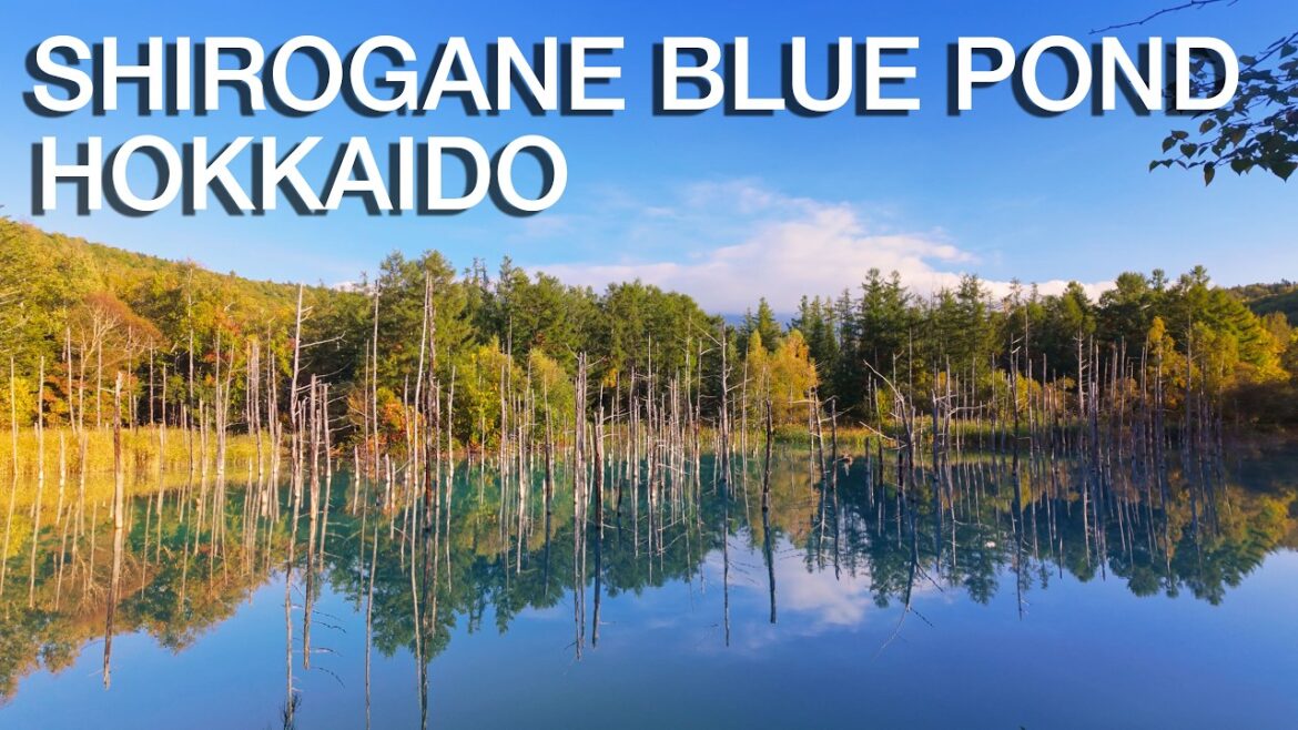 A Walk around Shirogane Blue Pond, Hokkaido