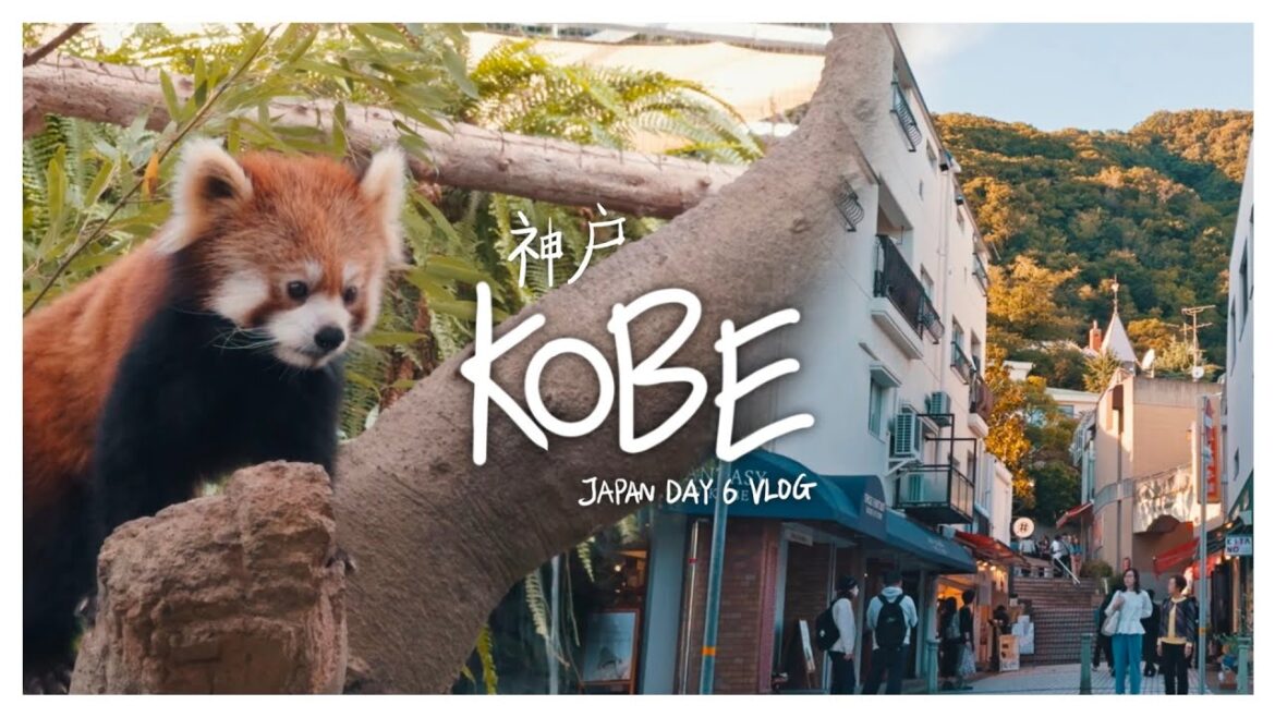 Red panda! Kobe Animal Kingdom is so fun | 小熊猫!神户动物王国太好玩了 【Japan Vlog : Day 6】 Red panda! Kobe Animal Kingdom is so fun | 小熊猫!神户动物王国太好玩了 【Japan Vlog : Day 6】