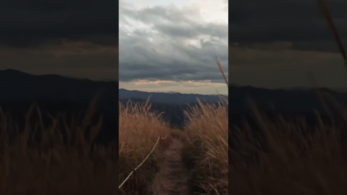 The Stunning Silver Grass of Oishi Kogen: A Scenic Nature Escape The Stunning Silver Grass of Oishi Kogen: A Scenic Nature Escape