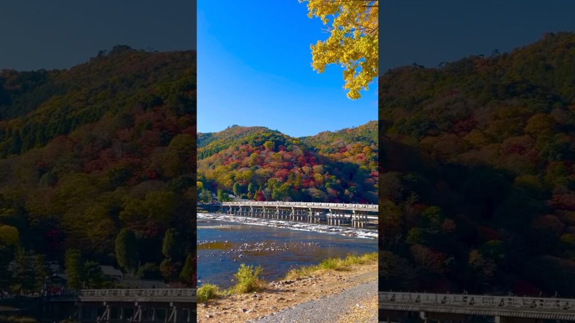 【京都紅葉最新】嵐山見頃🍁2024年12月1日/旅行観光でおすすめ/kyoto