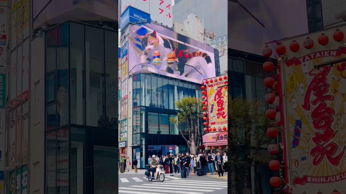 Shinjuku city -city in Japan 3D Cat: A New Level of Digital Art . Giant Cat Takes Over Shinjuku! Shinjuku city -city in Japan 3D Cat: A New Level of Digital Art . Giant Cat Takes Over Shinjuku!