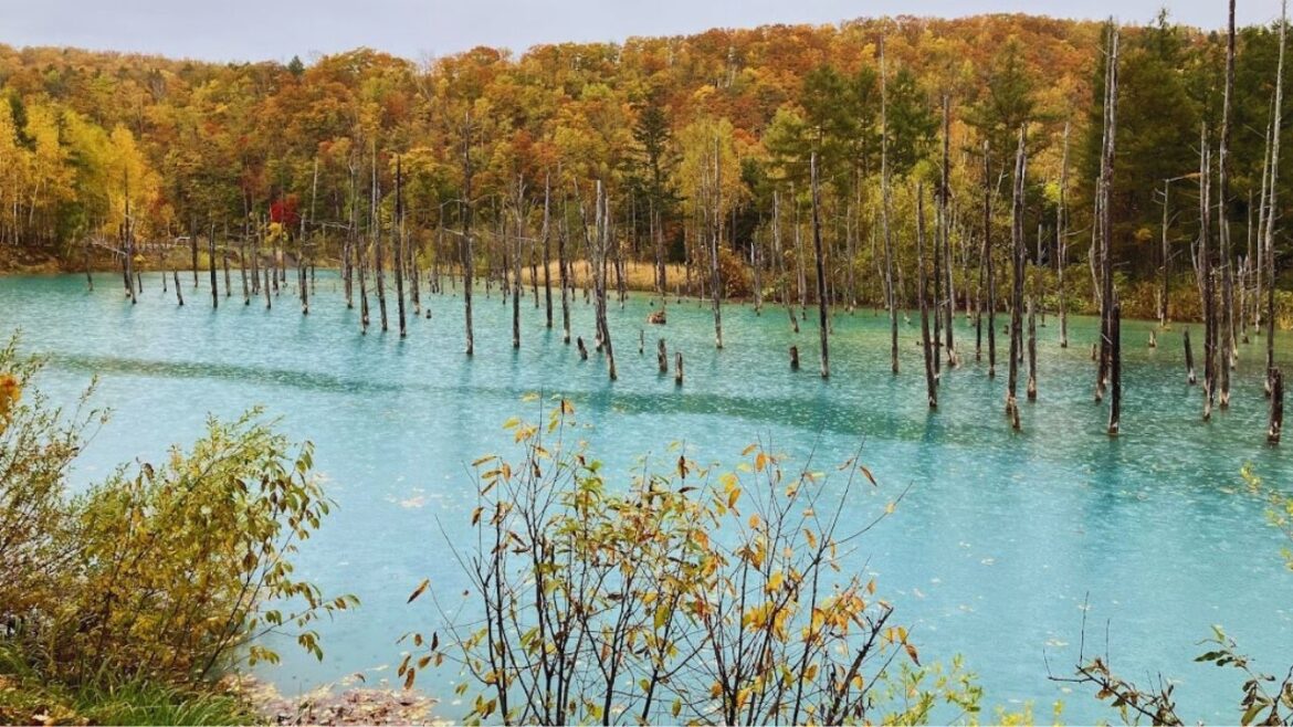 Furano (Hokkaido, Japan)