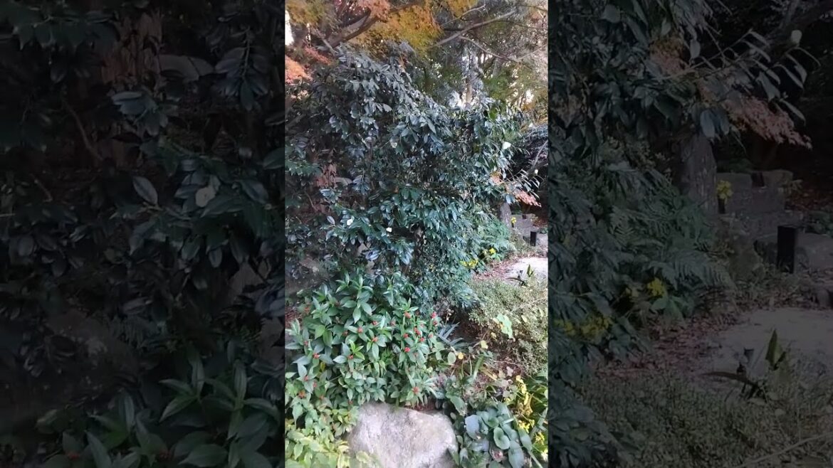 Japanese garden at historic estate in Fukuoka