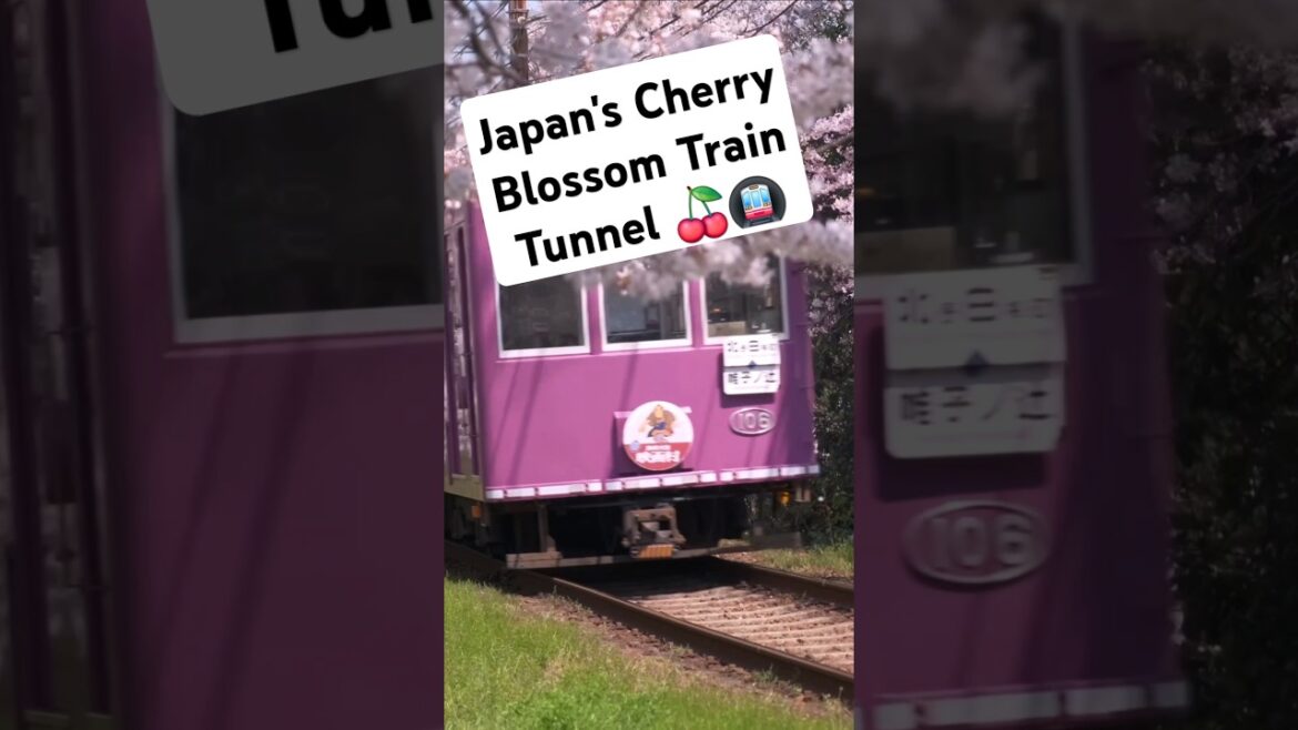 Kyoto’s Secret Cherry Blossom Train Route 🌸 #train #japan #travel