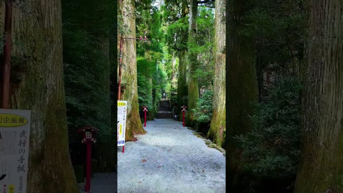 Classic Day trip to Hakone’s Iconic Torii Gate | Shrine | Best place to visit in japan 箱根 | 神社 | 日本