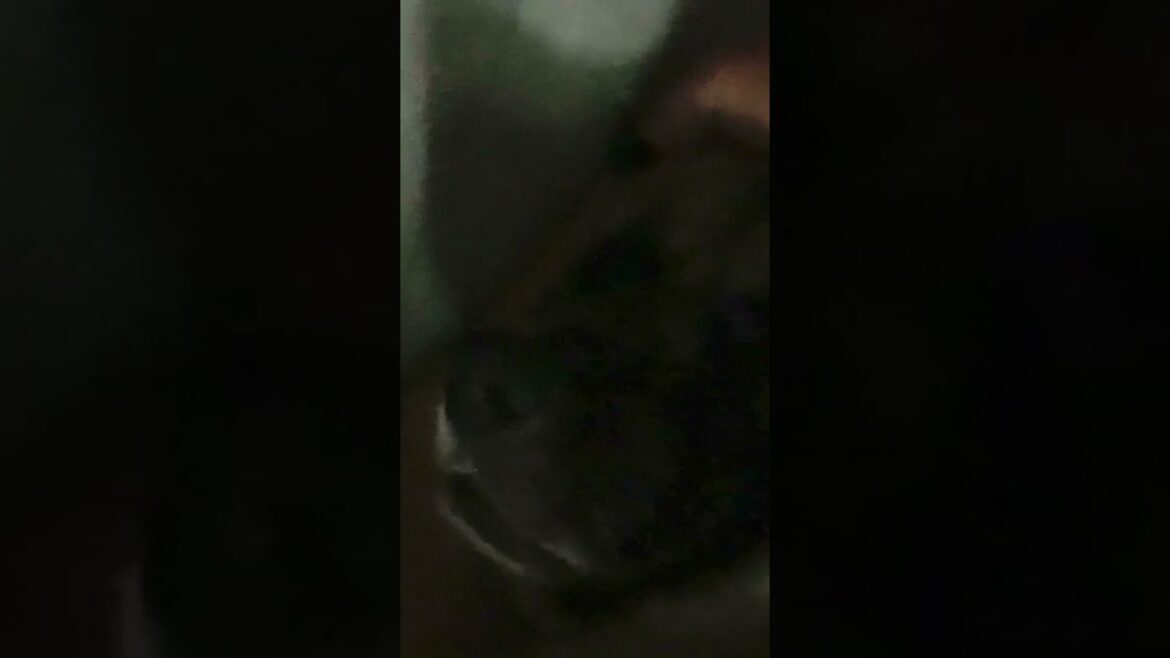 Abby The Snoring Akita Dog