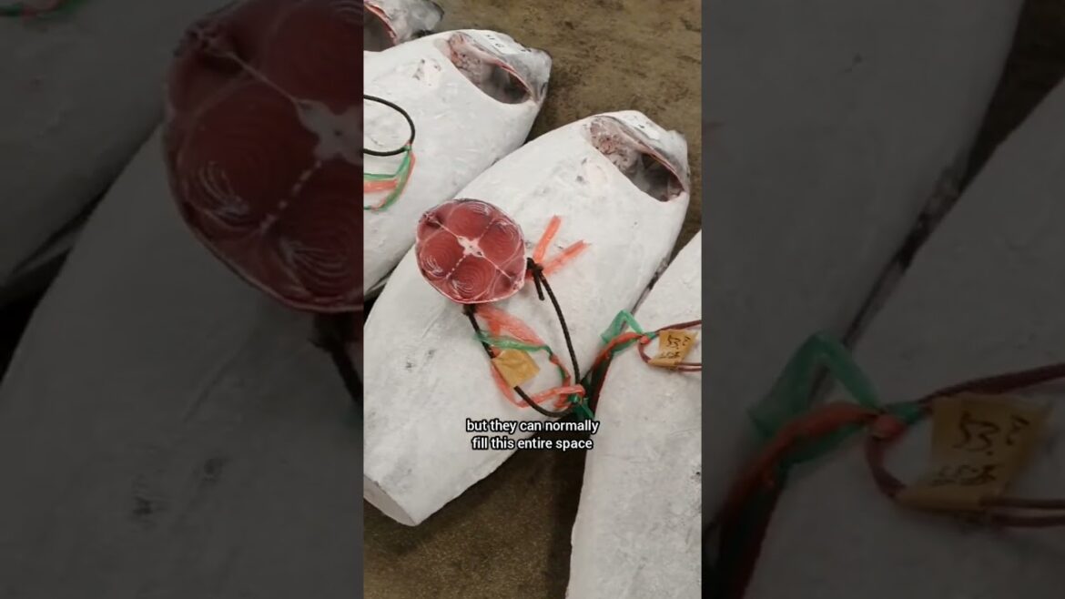 Experience Japanese tuna fish auctions up close and personal | Yokohama, Japan Experience Japanese tuna fish auctions up close and personal | Yokohama, Japan