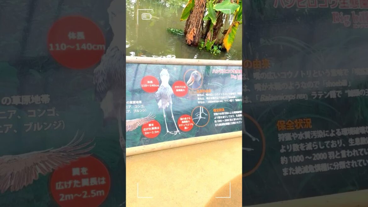 神戶動物王國/鯨頭鸛/Shoebill/ハシビロコウ/大阪/接觸動物/餵食體驗 /水豚 #kobe animal kingdom #大阪 #神戶 #大阪旅行 #大阪自由行 #osaka #kobe 神戶動物王國/鯨頭鸛/Shoebill/ハシビロコウ/大阪/接觸動物/餵食體驗 /水豚 #kobe animal kingdom #大阪 #神戶 #大阪旅行 #大阪自由行 #osaka #kobe