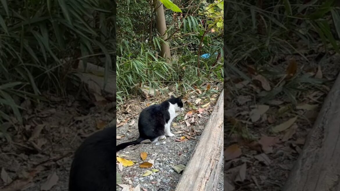 Holiday Vibe Check ✔️ Things I Did in Kyoto 🍵 #japan #adventure #explore #travel #trip #vacation