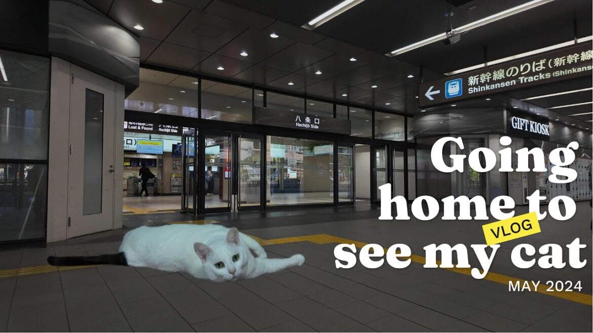 Traveling 600km to reunite with my cat, Nicole. A short visit to Kokura, Kita-Kyushu.