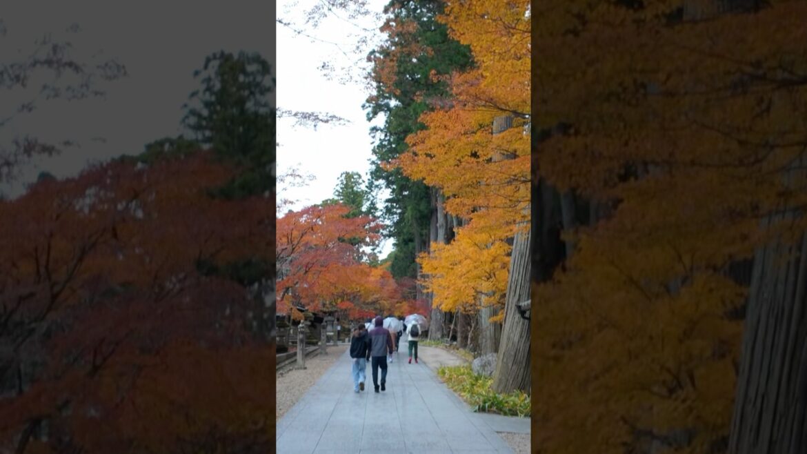 Japanese Autumn Colours at Hattasan Temple (Soneiji) #japan