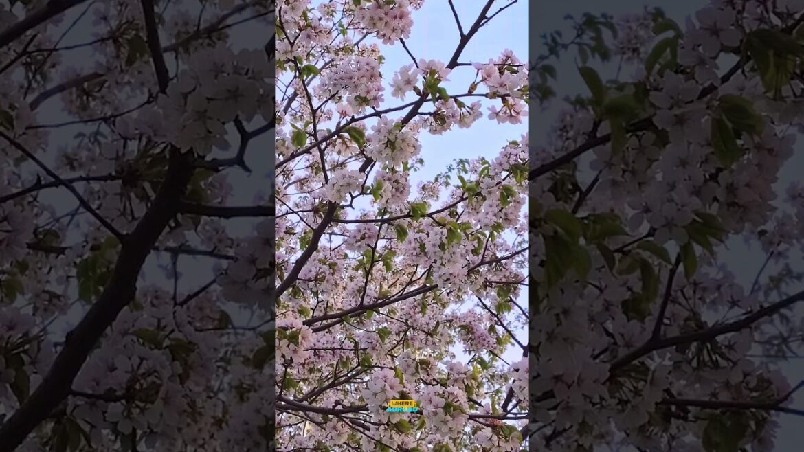 Much Love to Japan and Its People ❤️ My Short Take on Japan!