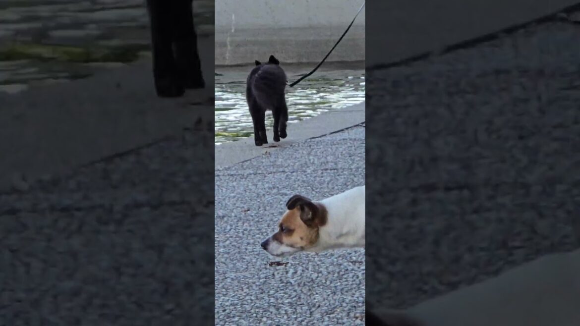 Akita noticed something Akita noticed something