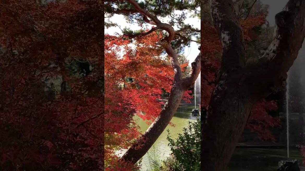 【紅葉2024】鶴舞公園 秋の池、南側から、見頃♪2024.12.15撮影。池の周辺のもみじがきれいに色づいています。水面に映る逆さもみじ♪鶴舞公園で1番といってよいお勧めの場所です #鶴舞公園 【紅葉2024】鶴舞公園 秋の池、南側から、見頃♪2024.12.15撮影。池の周辺のもみじがきれいに色づいています。水面に映る逆さもみじ♪鶴舞公園で1番といってよいお勧めの場所です #鶴舞公園