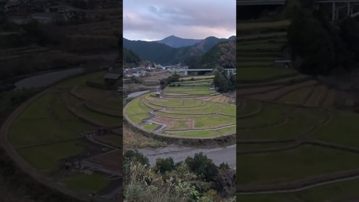 Breathtaking View of Aragi Island from the Lookout Point 🌿✨ | Wakayama, Japan