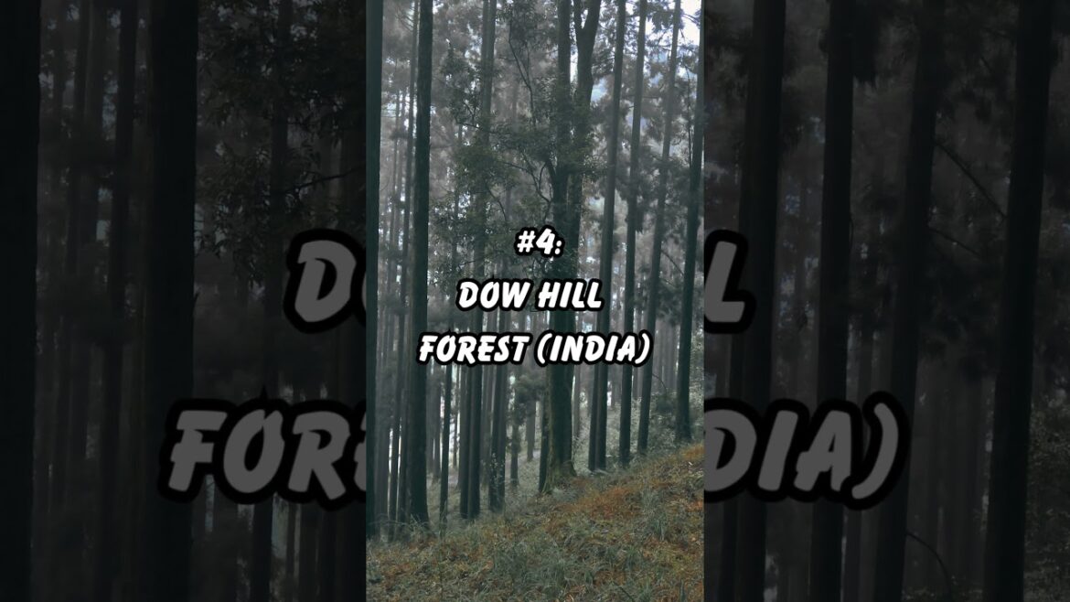 Top 5 Haunted Forests You Should Never Enter#haunted #forest #horror #travel  #youtubeshorts