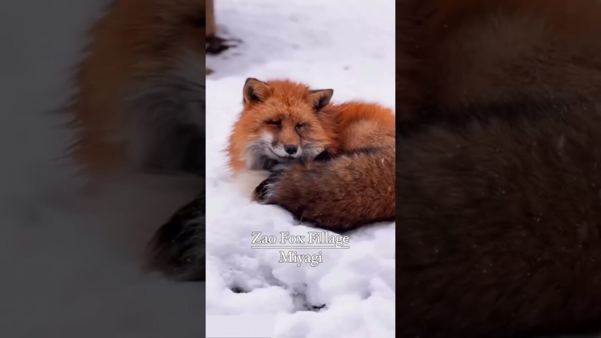 7 Winter Wonderlands of Japan ❄️🇯🇵 #japan #japantravel #winter #shorts