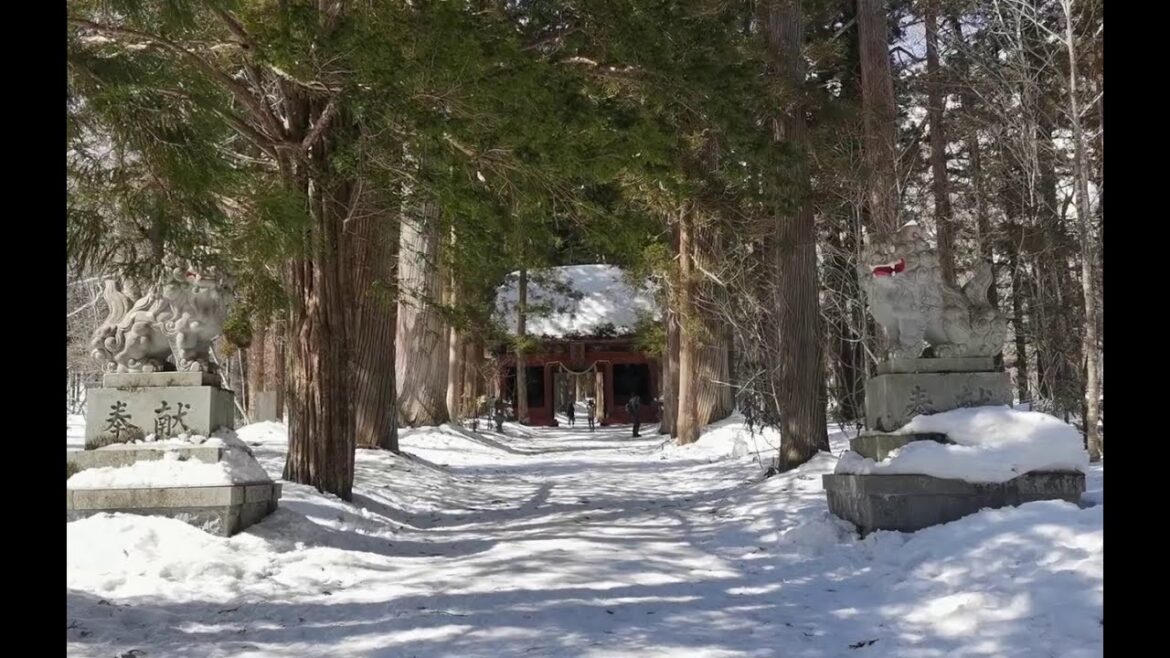 Togakushi Cryptomeria Trees in Nagano