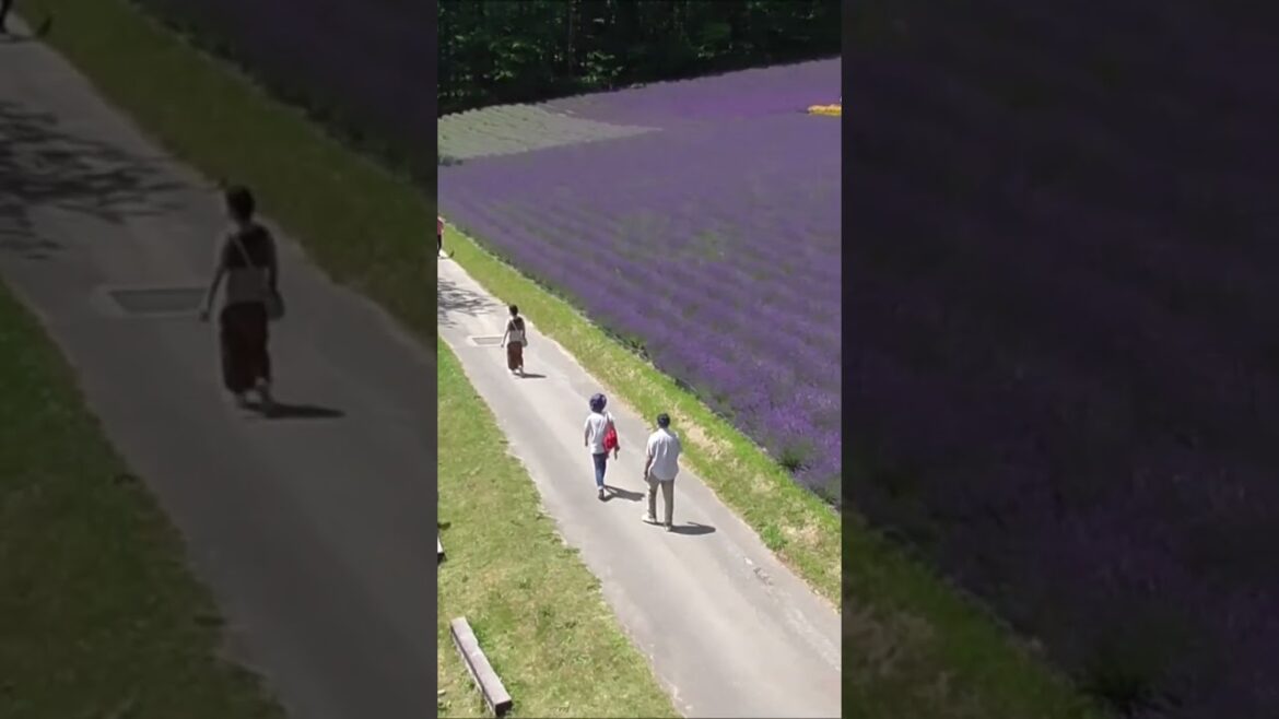 北海道　ファーム富田　北海道空知郡中富良野町　#shorts  #hokkaido  #北海道 　#中富良野　#ファーム富田　#ラベンダー　＃Japan　＃ラベンダー　＃ポピー