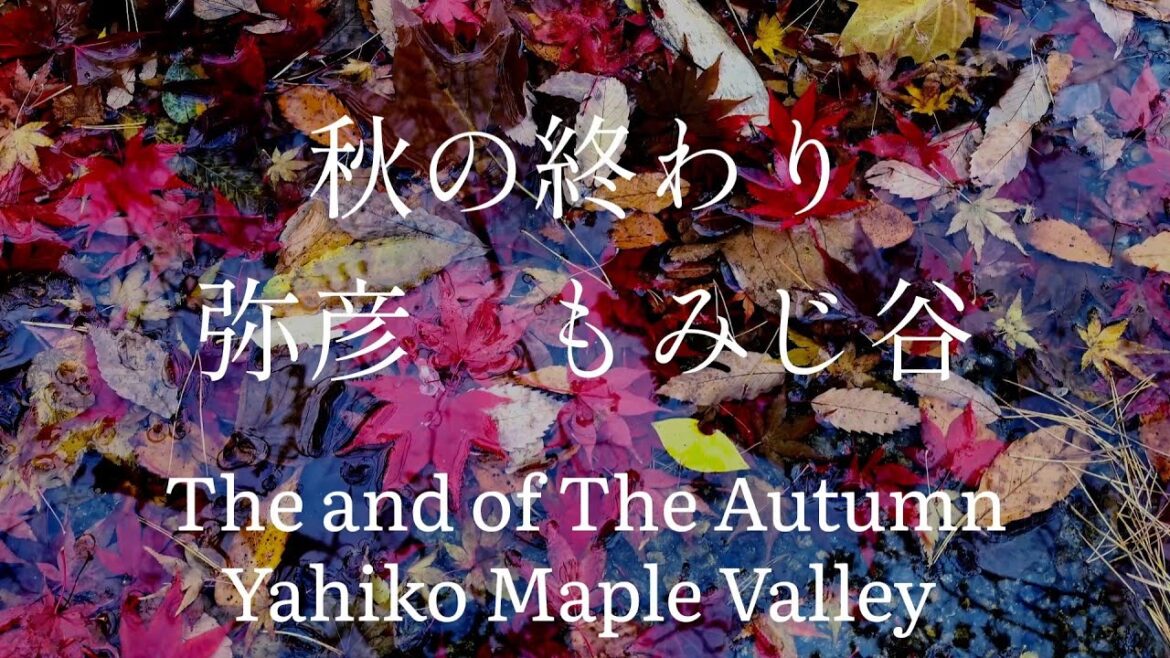 新潟県観光　秋の終わり　弥彦　もみじ谷　 The End of the Autumn Yahiko Momiji Valley Niigata Japan