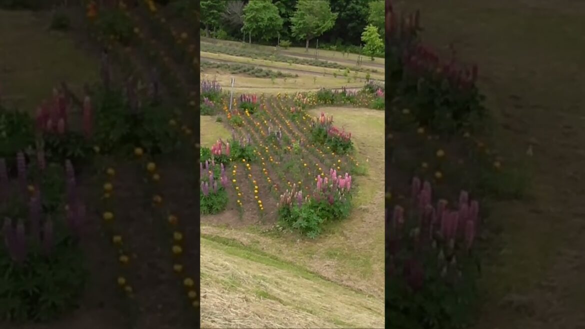 美瑛町　北西の丘展望公園周辺　北海道　#shorts #幌延　#美瑛町　＃shorts　＃美瑛　＃ケンとメリーの木　＃ビジターセンター　＃サーフォーク　＃パッチワーク　＃北西の丘