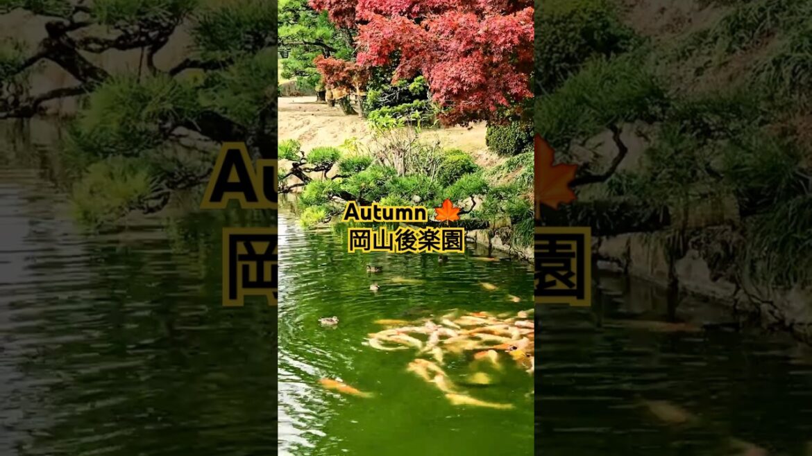 Autumn Splendor at Okayama Korakuen #japantravel #autumncolors #garden