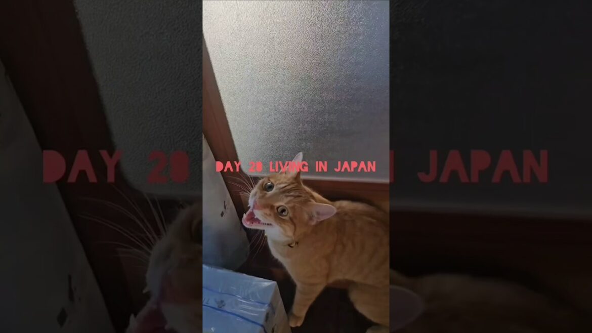 Day 28 living in Japan #japan #travel #abroadinjapan Day 28 living in Japan #japan #travel #abroadinjapan
