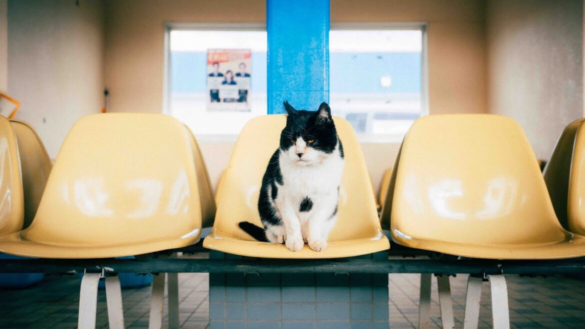 [ 4K WALK ] Ainoshima japan 藍島 2024