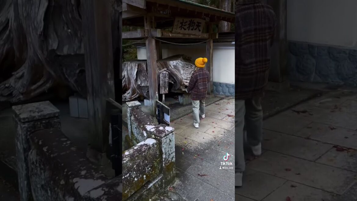 Осень в декабре. Yusanji、Shizuoka, Japan Осень в декабре. Yusanji、Shizuoka, Japan