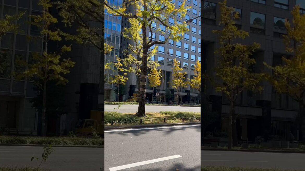 【OSAKA】 Everyday Common Scene - Midosuji Street