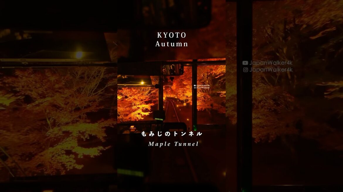 秋の叡山電鉄2024😍 #もみじのトンネル 12.6(金) 🍁 #京都 🍁色づき最新速報🩷👍やっと行けた🥰 #叡山電鉄 #紅葉 #ライトアップ #Shorts 秋の叡山電鉄2024😍 #もみじのトンネル 12.6(金) 🍁 #京都 🍁色づき最新速報🩷👍やっと行けた🥰 #叡山電鉄 #紅葉 #ライトアップ #Shorts