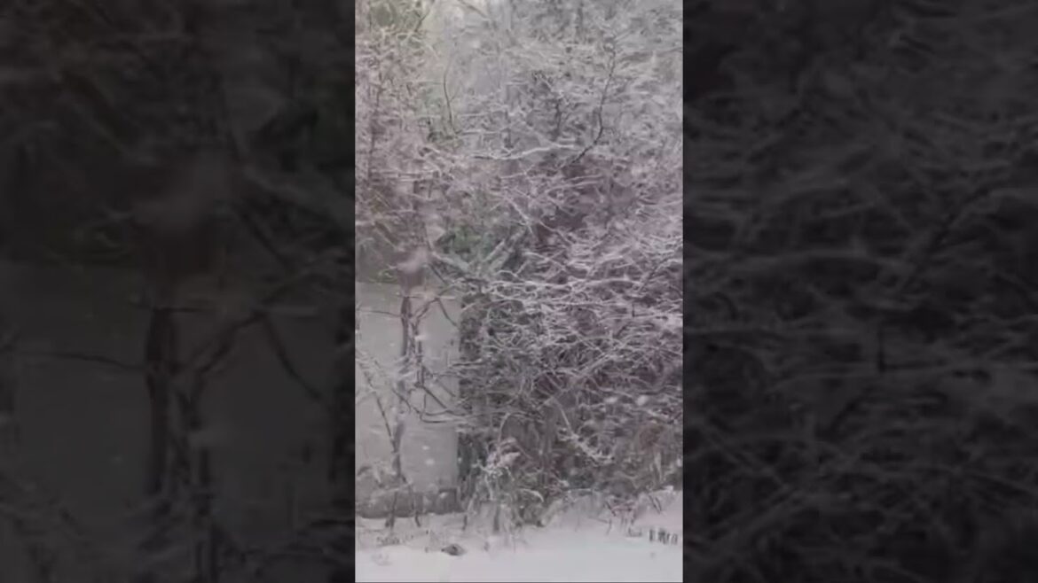 Go to Sapporo 🚅🚅🚅 #travel #snow #snowfall #japan #shorts