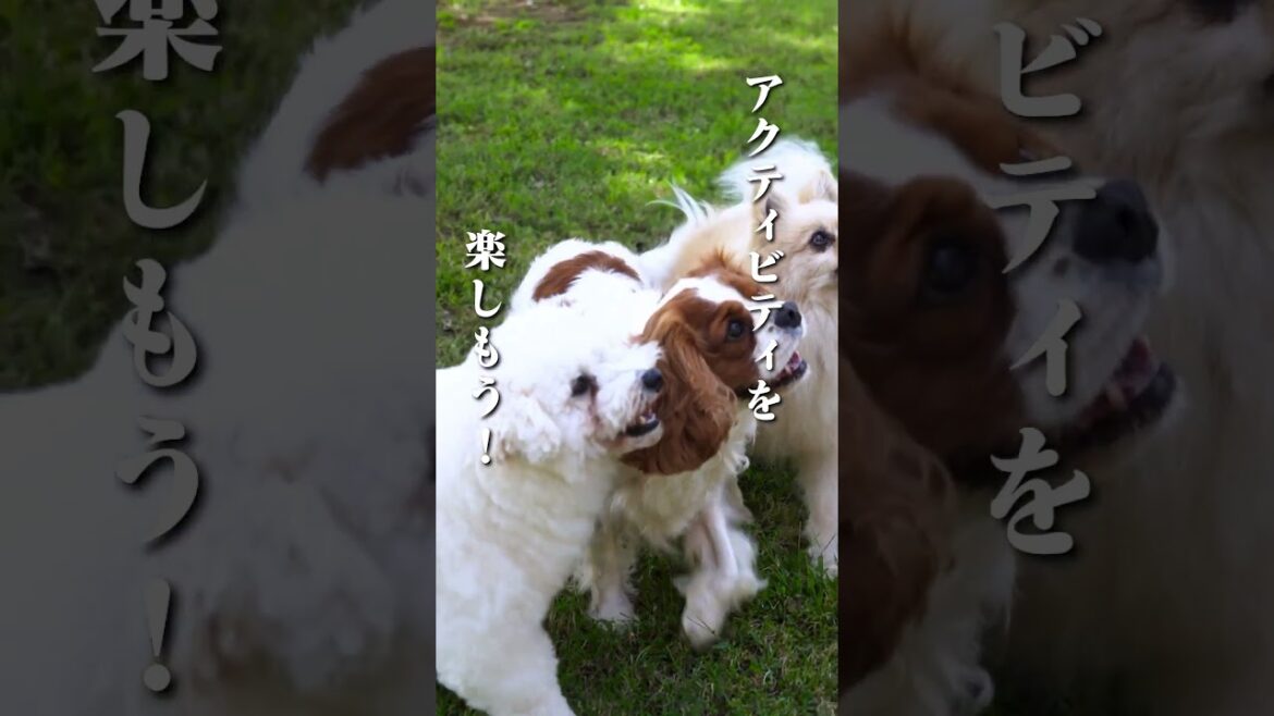 東京ドイツ村|千葉のおすすめお出かけスポット 東京ドイツ村|千葉のおすすめお出かけスポット