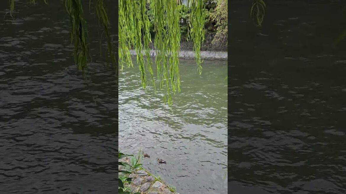 October 6–21, 2024 Japan Trip 🇯🇵✈️  #Japan #Travel #shizuoka #solotravel