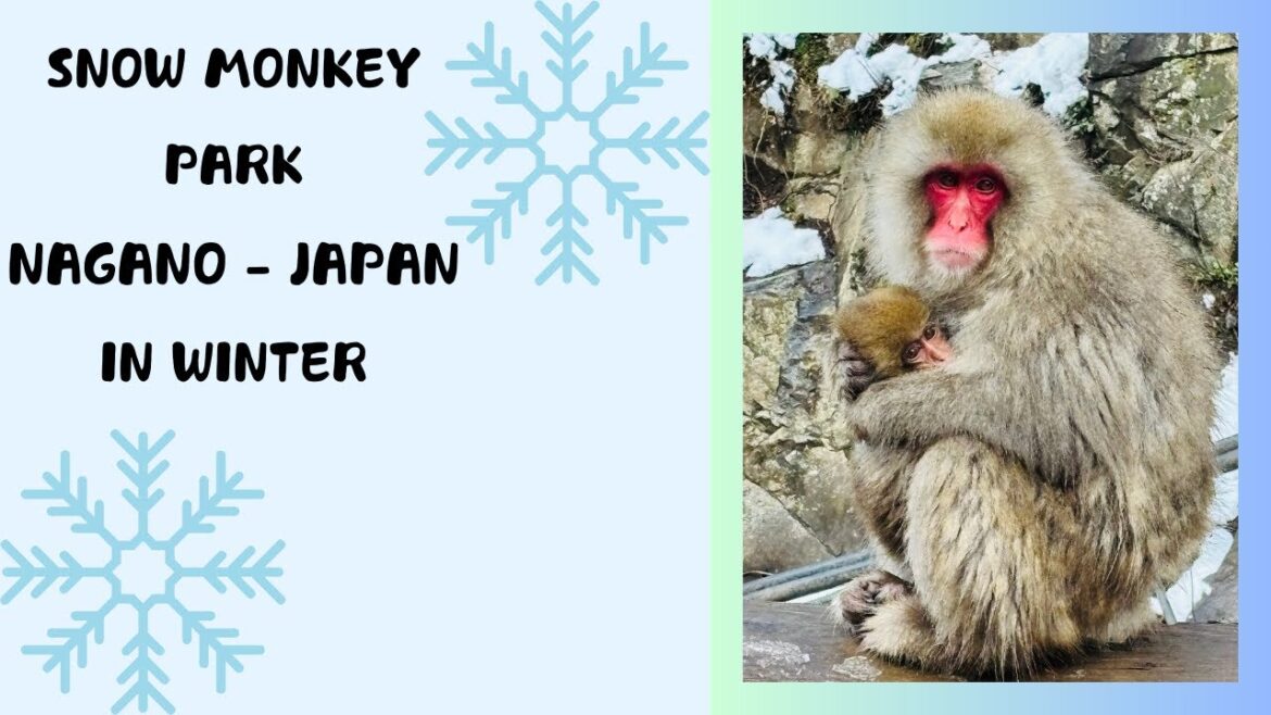 Japanese Snow Monkey Park | Winter trip to Nagano Japan Japanese Snow Monkey Park | Winter trip to Nagano Japan