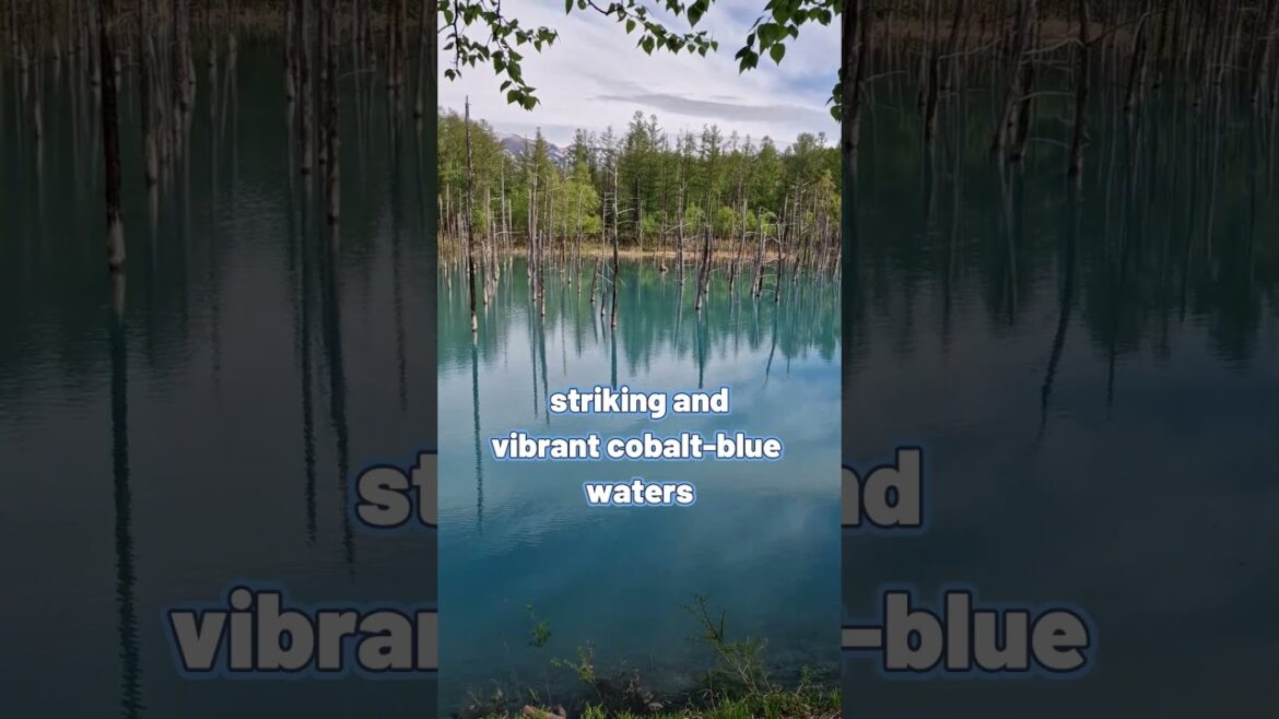 Biei Blue pond, Hokkaido Japan Biei Blue pond, Hokkaido Japan