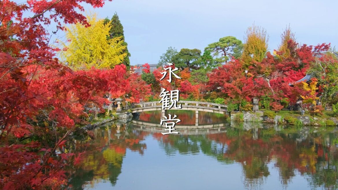 やっとやっと見頃になった! “秋は紅葉の永観堂” やっとやっと見頃になった! “秋は紅葉の永観堂”