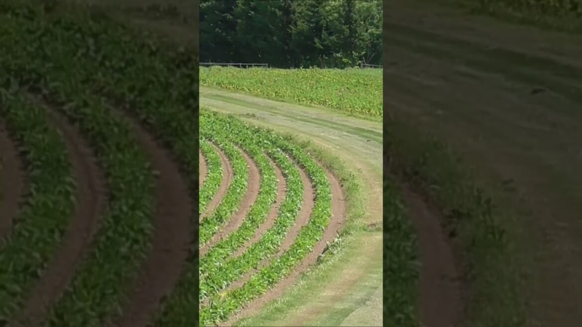 お花いっぱい　美瑛　四季彩の丘　北海道　車中泊で、北海道一周の旅　＃shorts ＃Japan ＃hokkaido ＃biei ＃北海道　＃美瑛