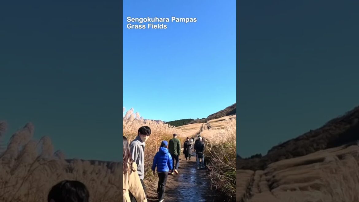 #japan#sengokuhara#hakone