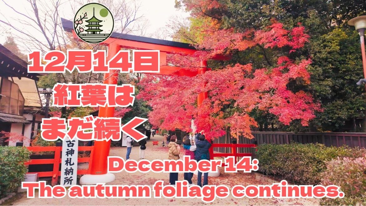 🍁【速報】12月14日(土)紅葉はまだ続く！！！