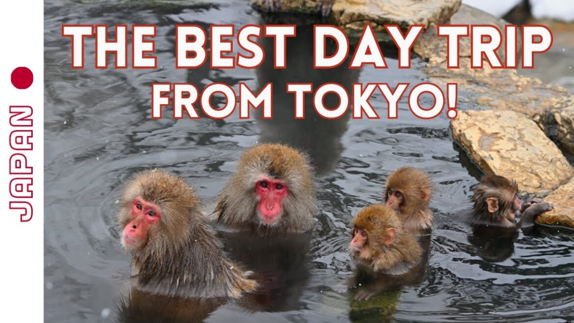 Snow Monkey Park, Nagano, Japan 🇯🇵 Winter Trip from Tokyo | (Everything you need to know!) vlog 4K