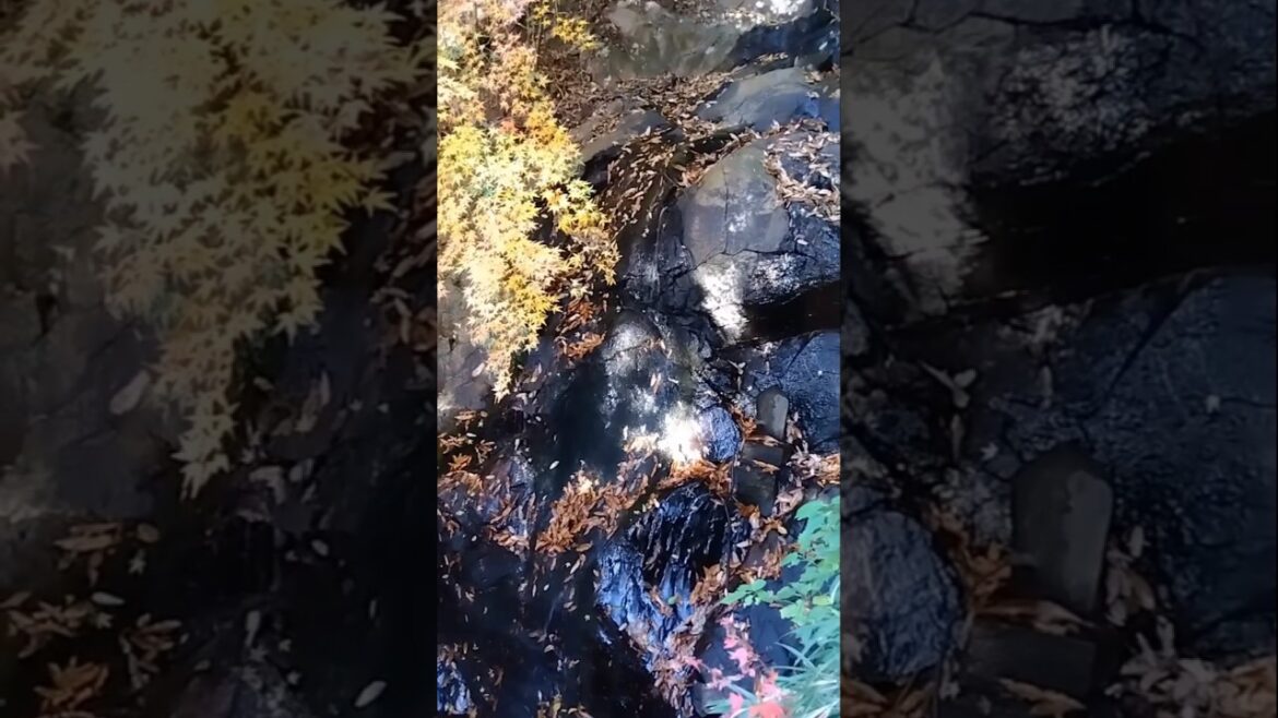 紅葉で色付く小さな滝。