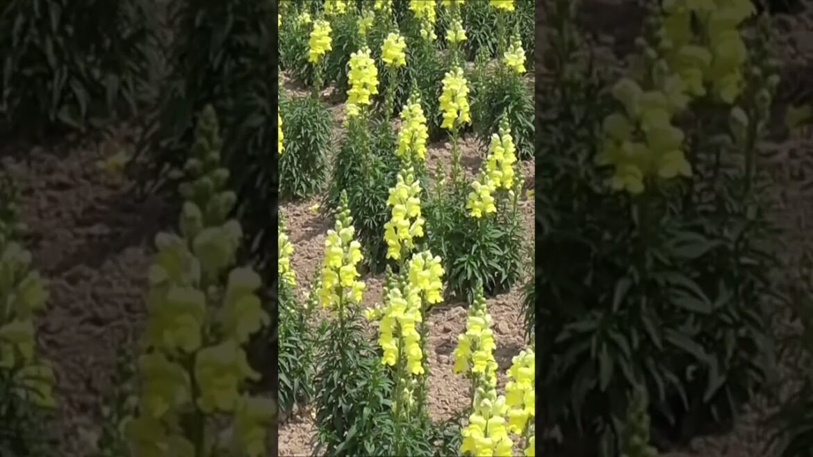 かんのファーム　上富良野　車中泊で、北海道一周の旅　＃北海道　＃富良野　＃かんのファーム　＃Japan ＃hokkaido ＃furano