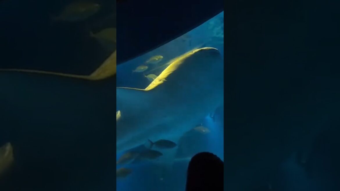 WHAT MAKES THIS AQUARIUM IN OSAKA SPECIAL #travel #explore #aquarium