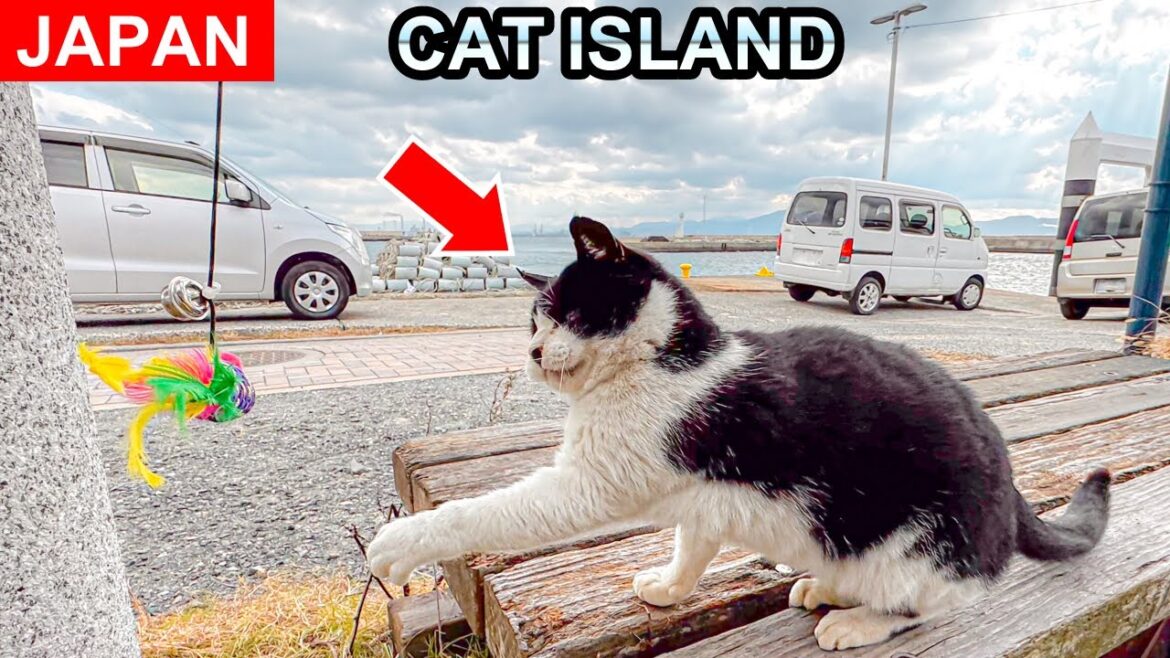 Go on a Day Trip to Japan's Secret Cat Paradise Island!🐱🇯🇵