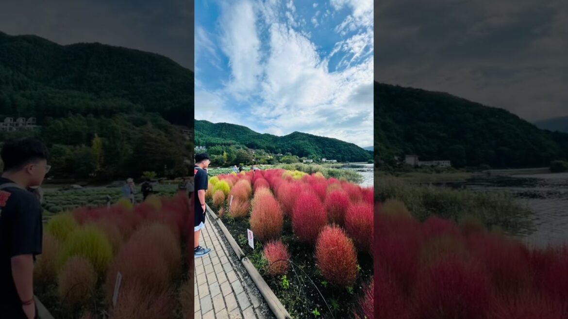 Mt Fuji @ Lake Kawaguchiko. #mtfuji #travel  #japantravel