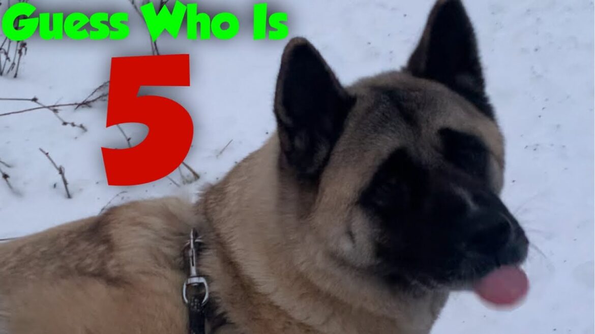 Abby Has Her 5th Birthday Today