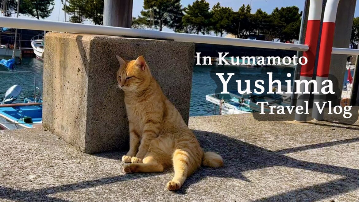 A small island with more cats than residents/Yushima/Cat Island/Japan/Kumamoto🐈 A small island with more cats than residents/Yushima/Cat Island/Japan/Kumamoto🐈